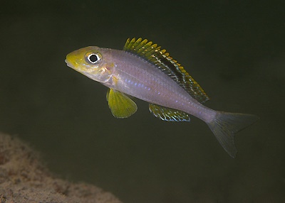 Xenotilapia sp. 'papilio sunflower' Isanga Bay